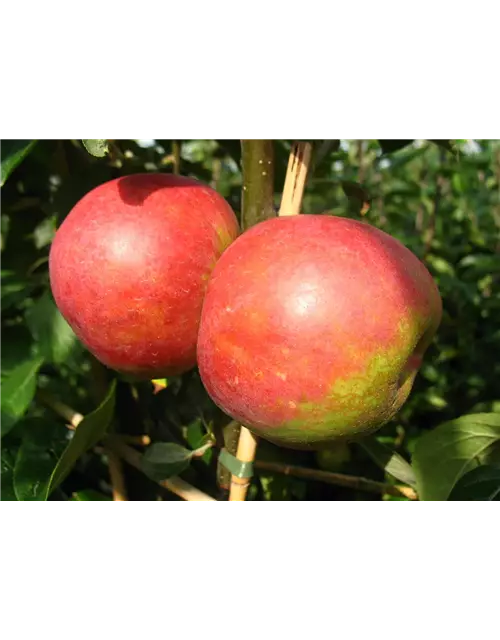 Apfel 'Roter Boskoop'