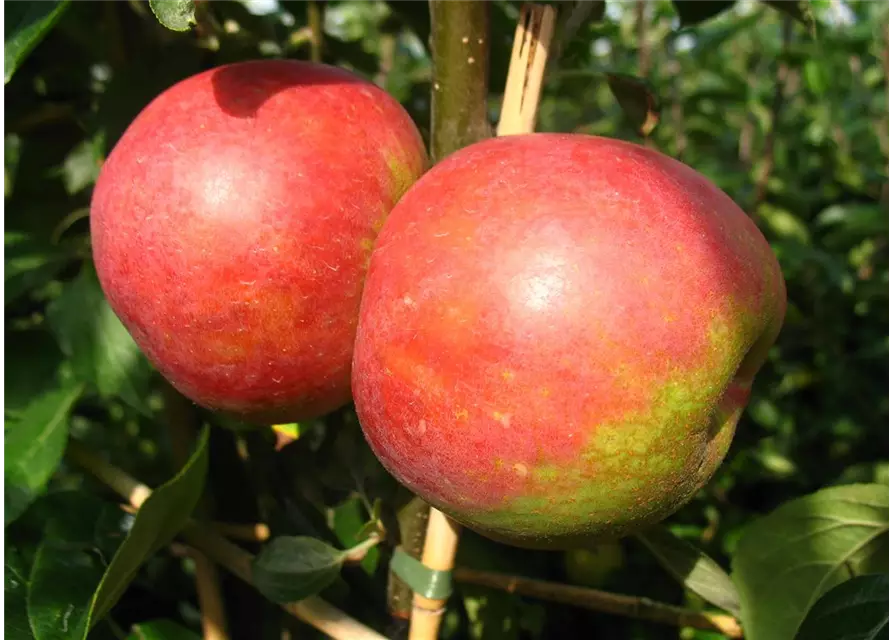 Apfel 'Roter Boskoop'