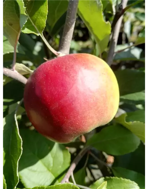 Apfel 'Roter Jonathan'