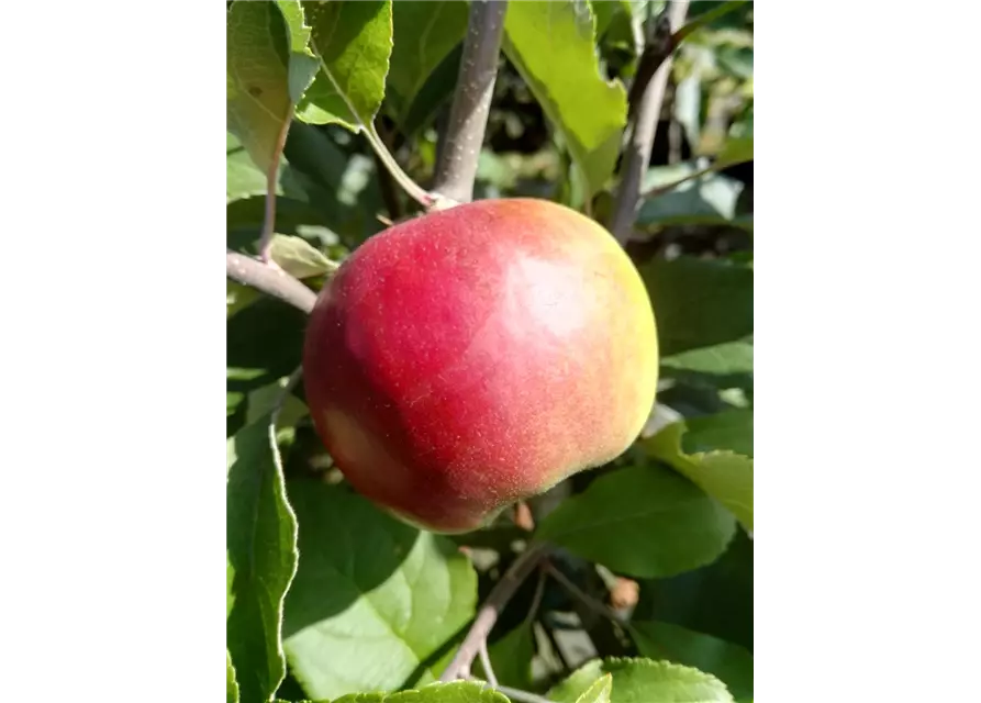 Apfel 'Roter Jonathan'