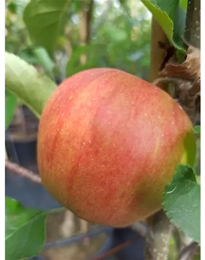 Apfel 'Rubinette Rosso'®