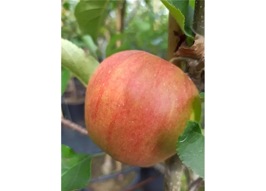 Apfel 'Rubinette Rosso'®