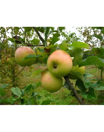 Winterapfel 'Zuccalmagliorenette'