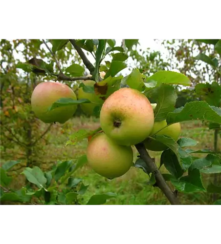 Winterapfel 'Zuccalmagliorenette'