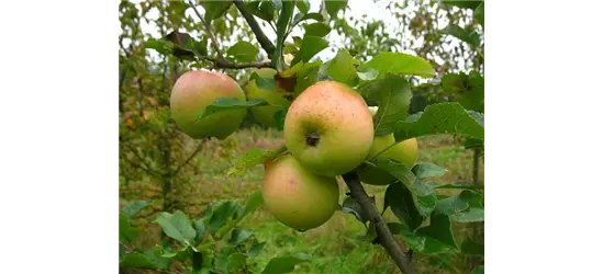 Winterapfel 'Zuccalmagliorenette'