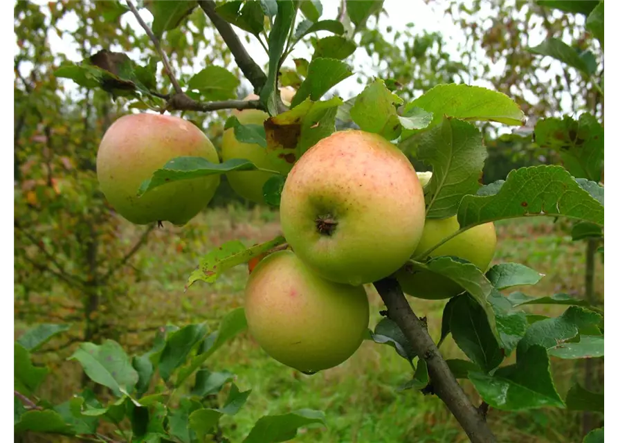 Winterapfel 'Zuccalmagliorenette'