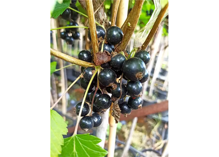 Schwarze Johannisbeere 'Ojebyn'