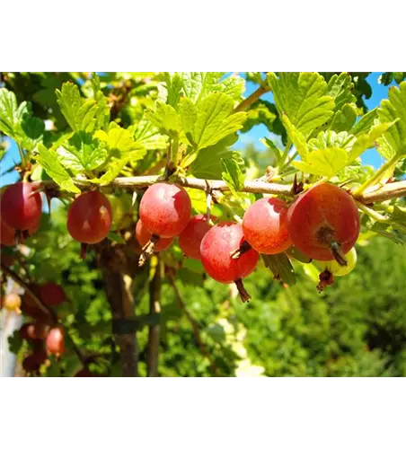 Säulenstachelbeere 'Hinnonmäki' rot