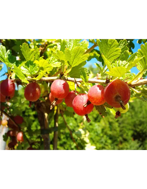 Säulenstachelbeere 'Hinnonmäki' rot