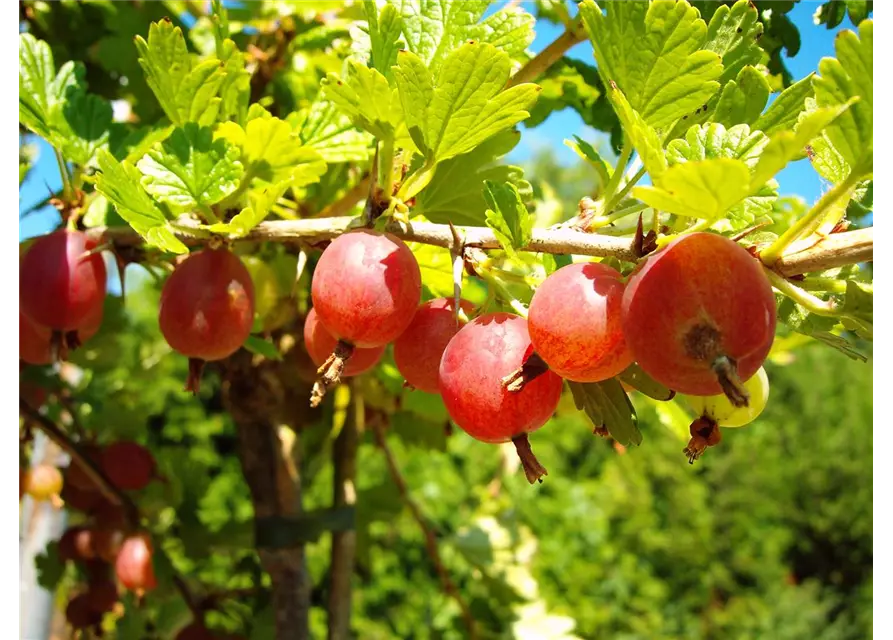 Säulenstachelbeere 'Hinnonmäki' rot