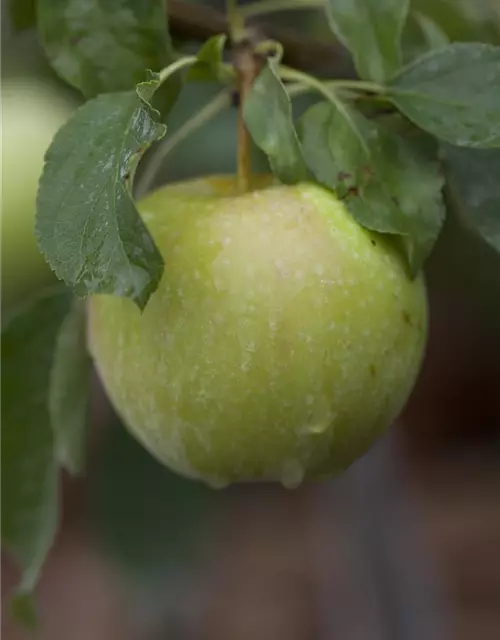 Apfel 'Pinova'(s)