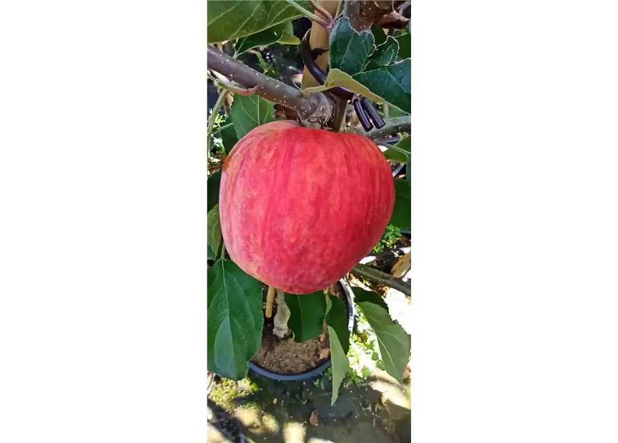 Apfel 'Piros'®