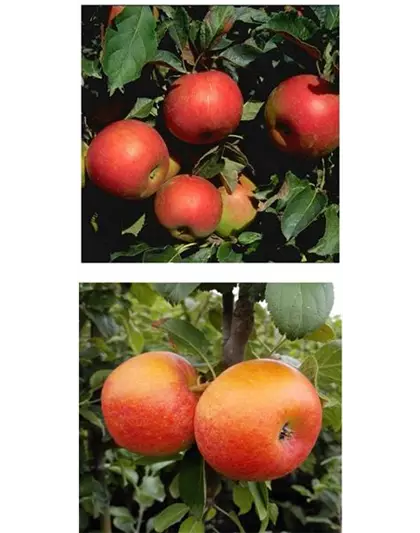 Apfel DUO 'Idared/Alkmene'