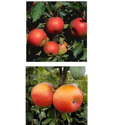 Apfel DUO 'Idared/Alkmene'