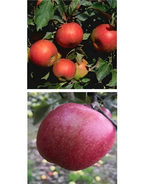 Apfel DUO 'Idared/Braeburn'