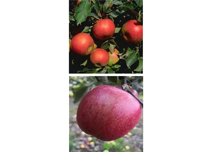 Apfel DUO 'Idared/Braeburn'