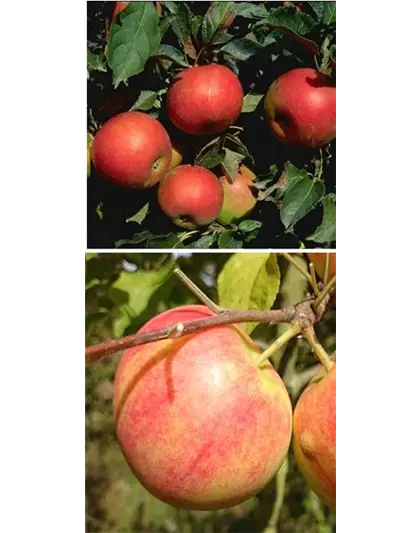 Apfel DUO 'Idared/Geheimrat Oldenburg'