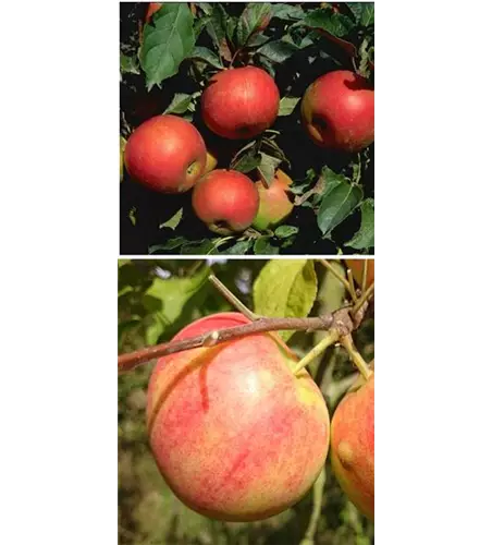 Apfel DUO 'Idared/Geheimrat Oldenburg'