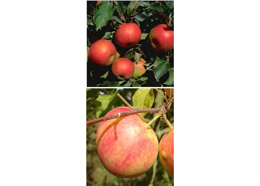 Apfel DUO 'Idared/Geheimrat Oldenburg'