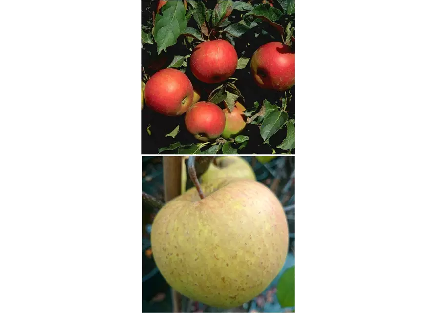 Apfel DUO 'Idared/Gehrers Rambur'