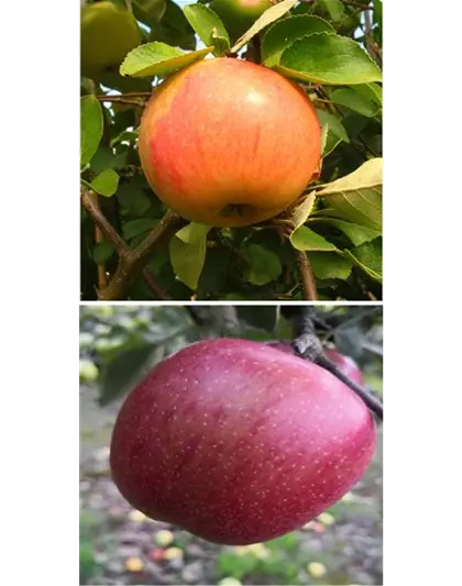 Apfel DUO 'James Grieve/Braeburn'