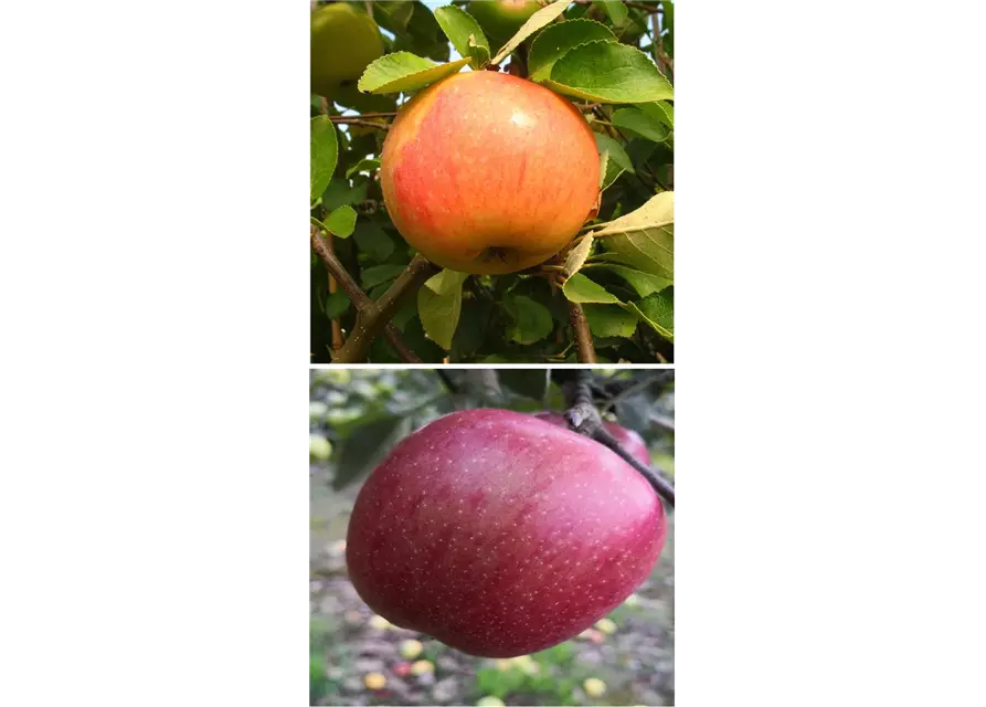 Apfel DUO 'James Grieve/Braeburn'