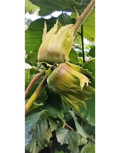 Haselnuss 'Hallesche Riesennuss'