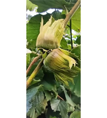 Haselnuss 'Hallesche Riesennuss'