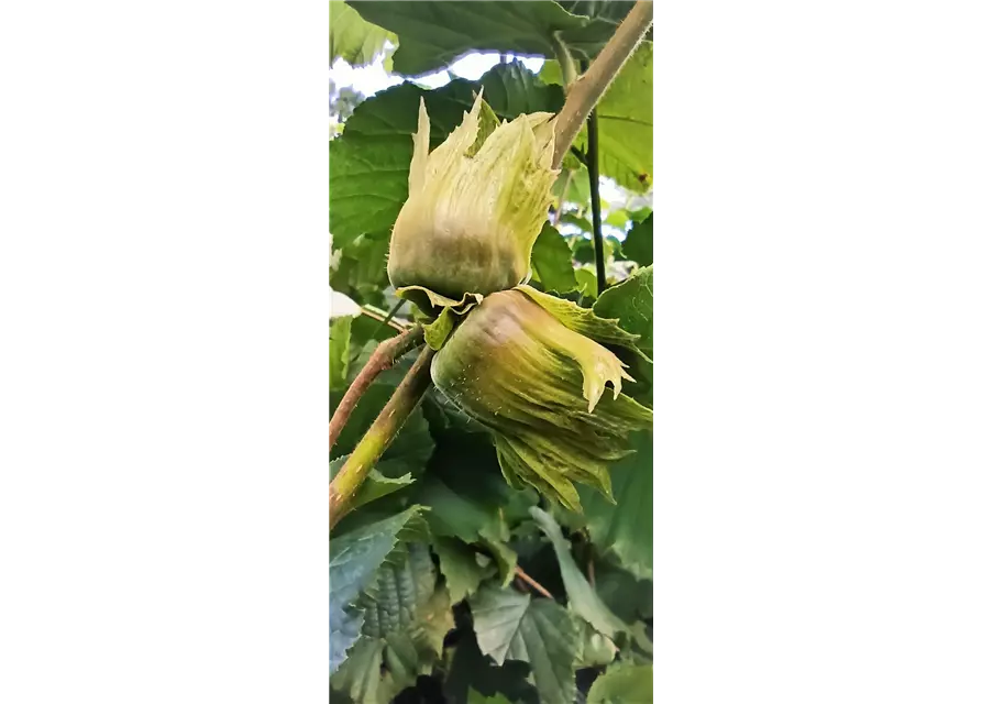 Haselnuss 'Hallesche Riesennuss'