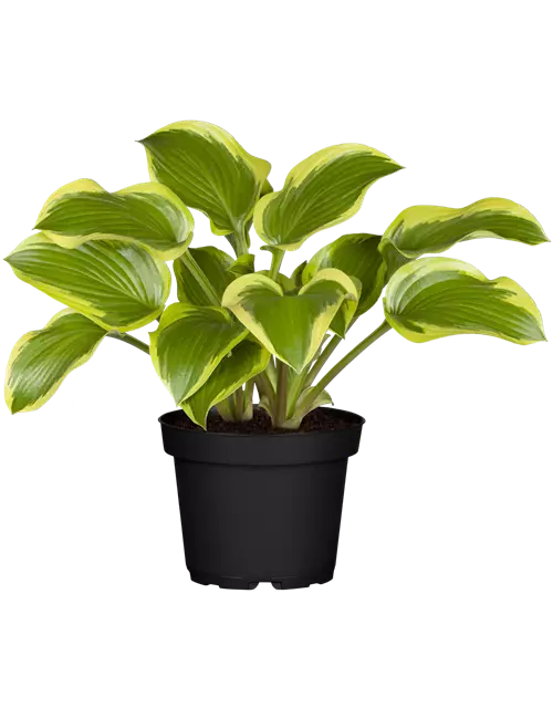 Hosta – Funkie 