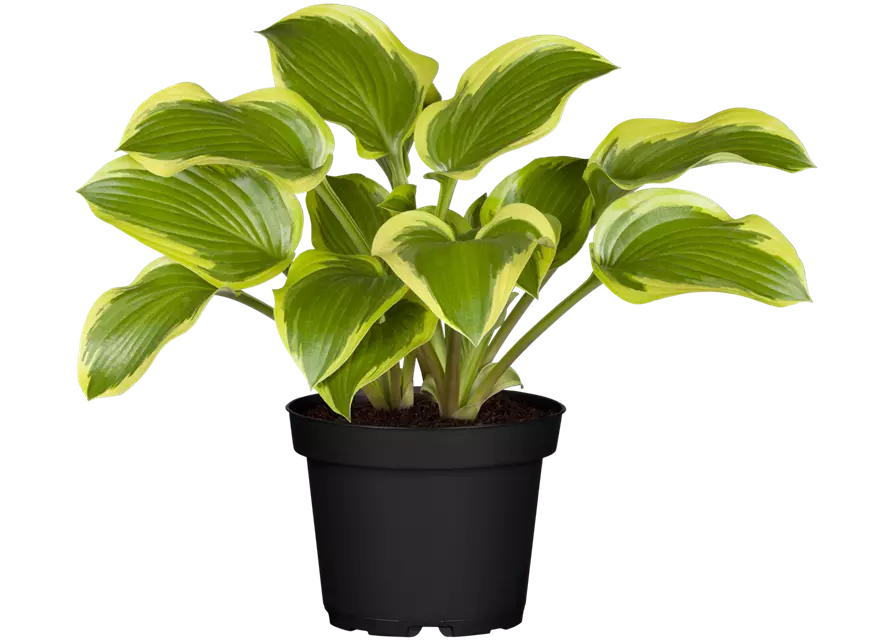 Hosta – Funkie 