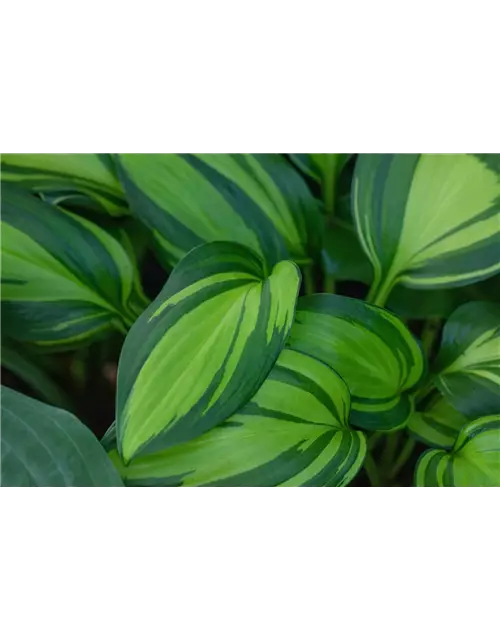 Hosta – Funkie 