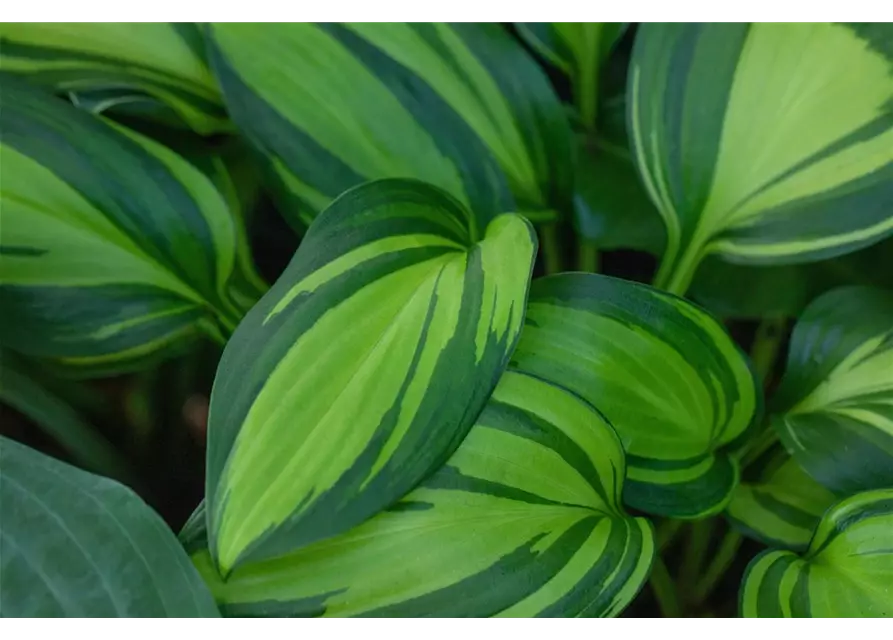 Hosta – Funkie 