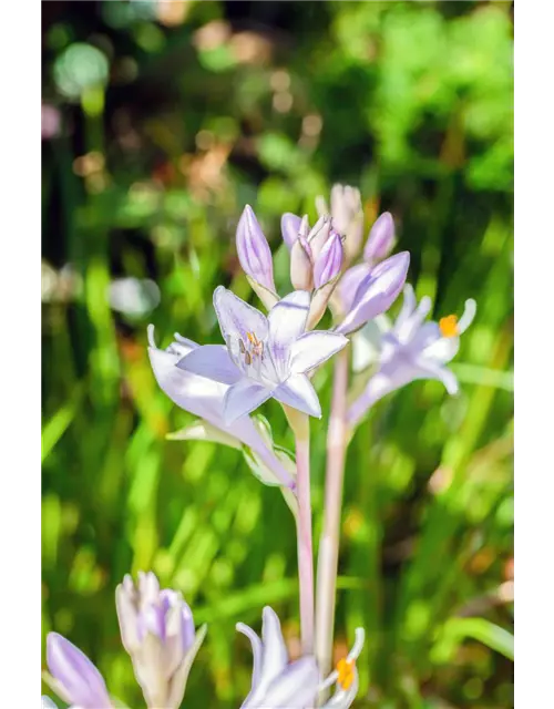 Hosta – Funkie 