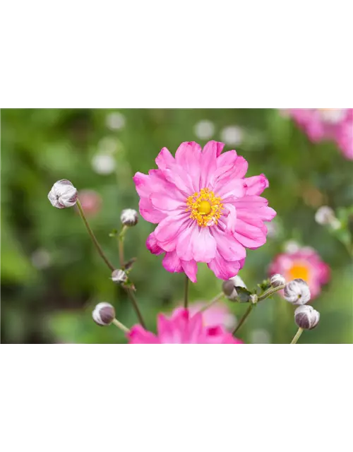 Anemone hupehensis