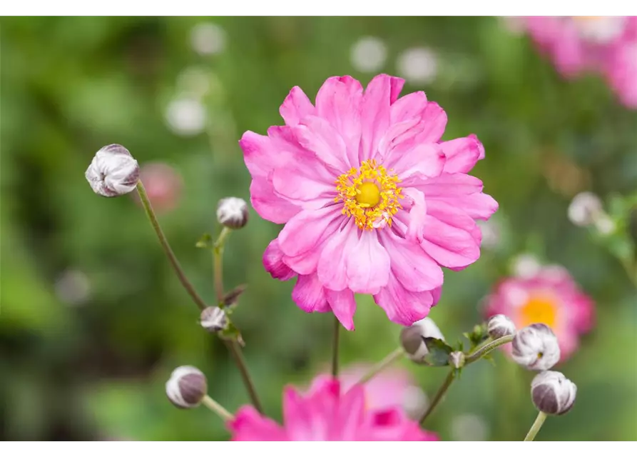 Anemone hupehensis