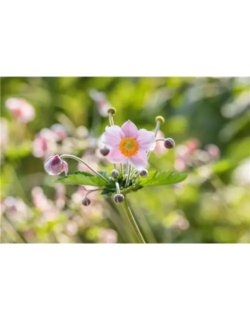 Anemone hupehensis