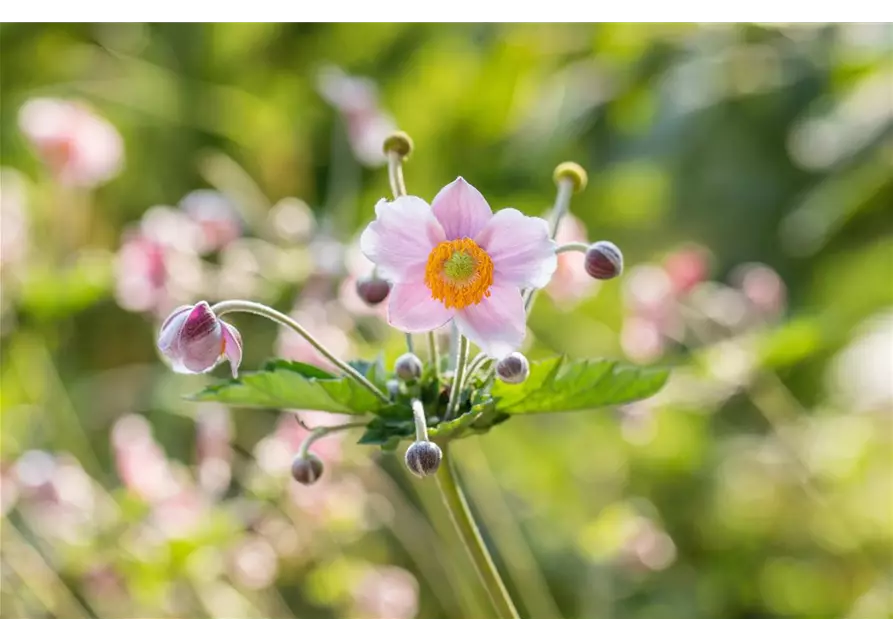 Anemone hupehensis