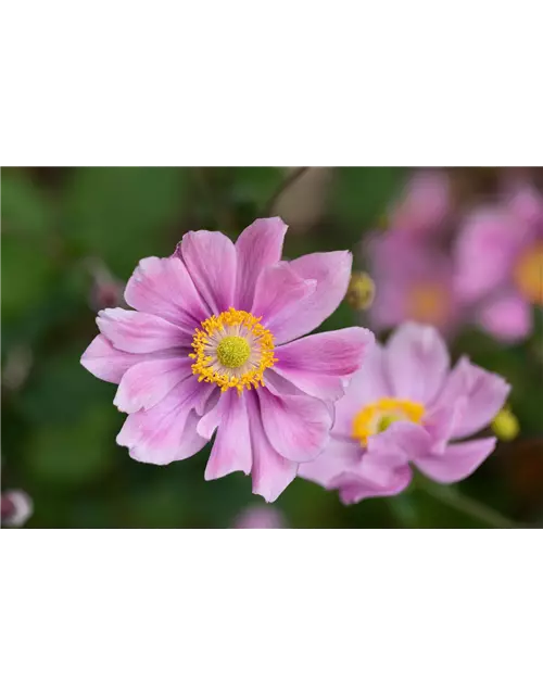 Anemone hupehensis