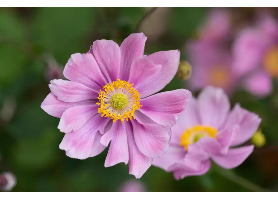 Anemone hupehensis