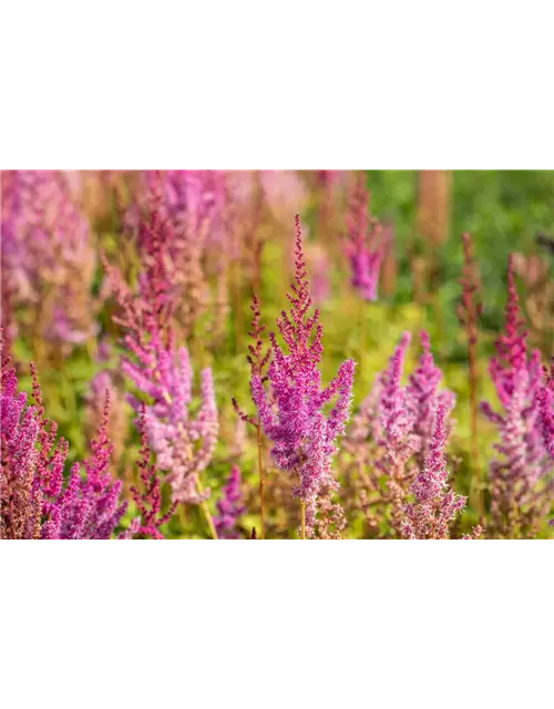 Astilbe