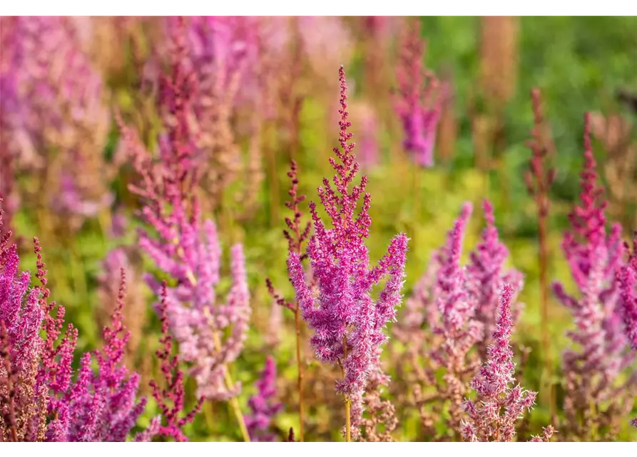 Astilbe