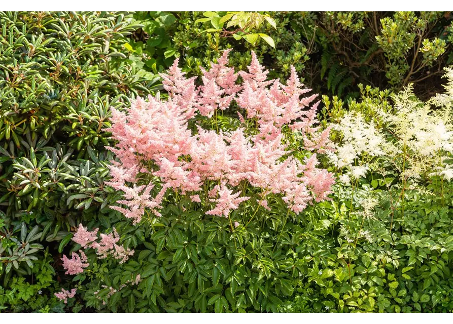 Astilbe