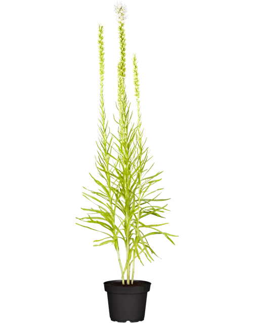 Liatris spicata 