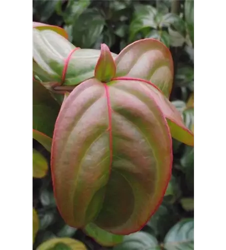 Japanischer Blumen-Hartriegel 'Blooming Merry Tetra'