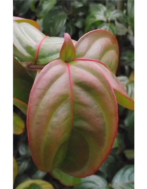 Japanischer Blumen-Hartriegel 'Blooming Merry Tetra'