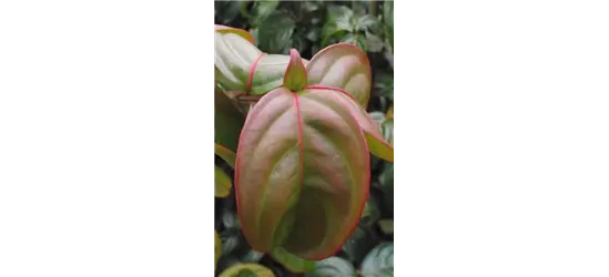 Japanischer Blumen-Hartriegel 'Blooming Merry Tetra'