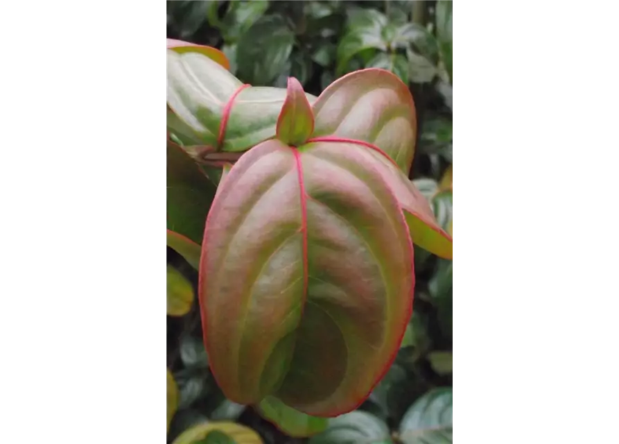 Japanischer Blumen-Hartriegel 'Blooming Merry Tetra'