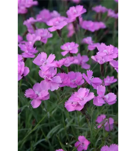 Garten-Pfingst-Nelke 'Eydangeri'