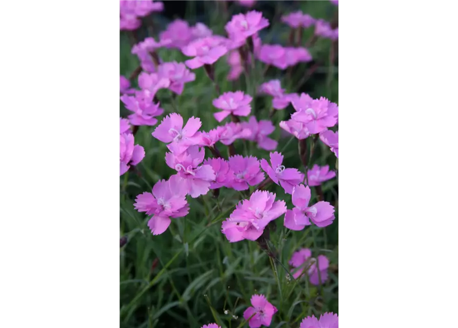 Garten-Pfingst-Nelke 'Eydangeri'